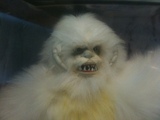 Star Wars Luke Skywalker vs. Wampa Collector Series (12 Inch)