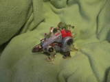 Transformers Snarl Generation 1